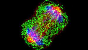 Cancer care amidst the Corona virus pandemic